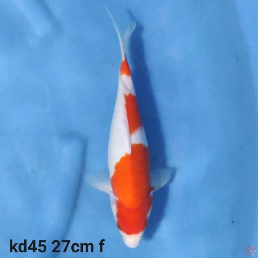 kohaku 27cm
