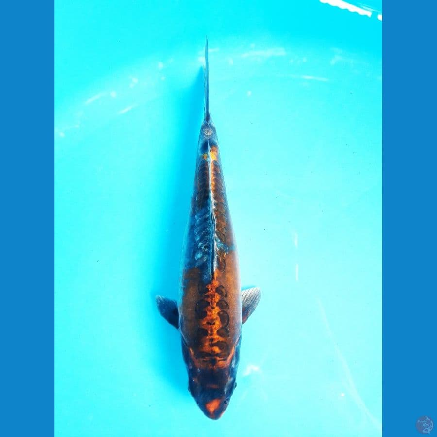 Beni Ki Kokuryu 25cm