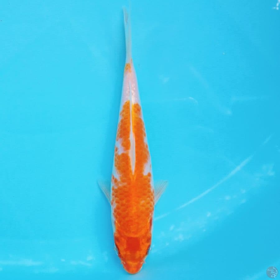 Hariwake 19cm