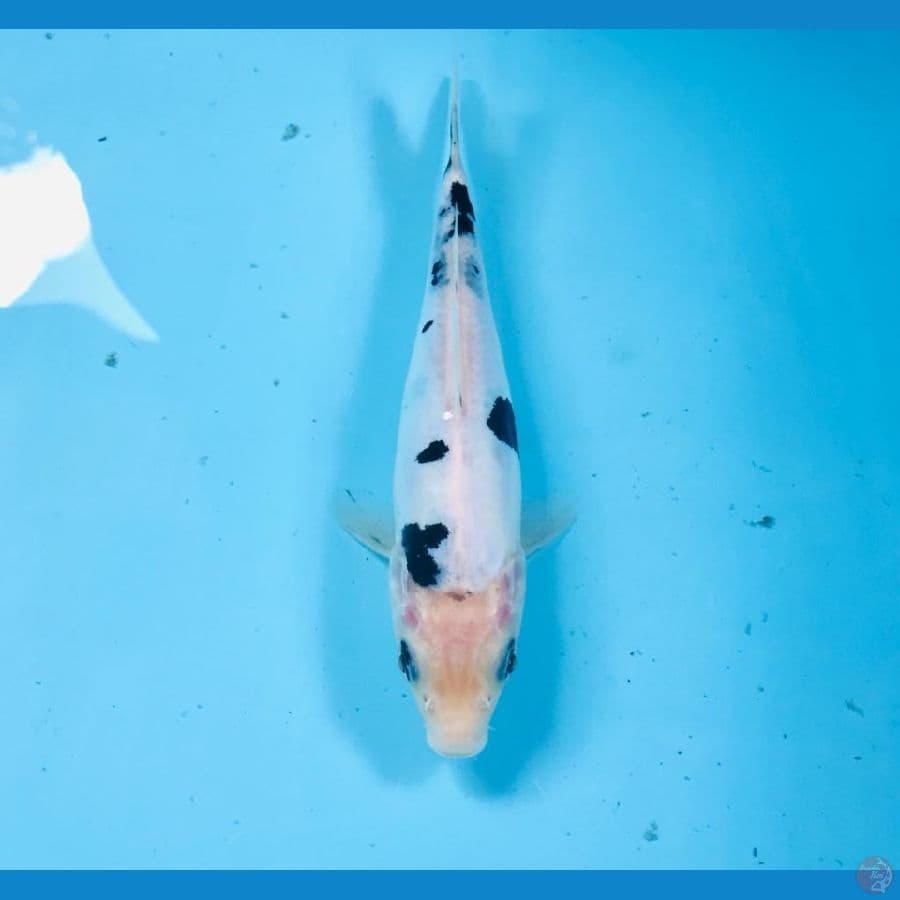 bekko doitsu, 18 cm