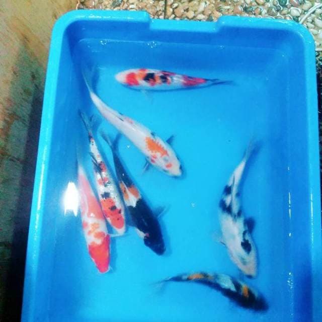 Mix 6 ekor 20 sd 23cm