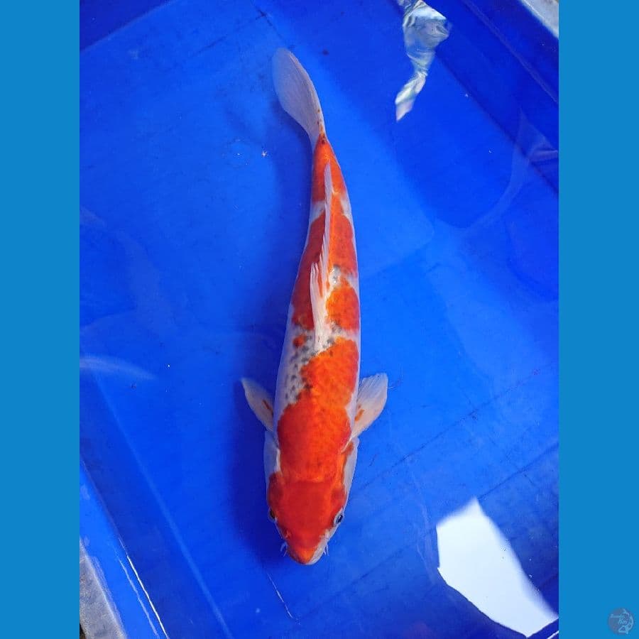 goshiki 37cm m