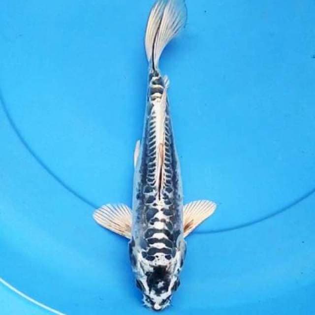 Kiko 28 cm