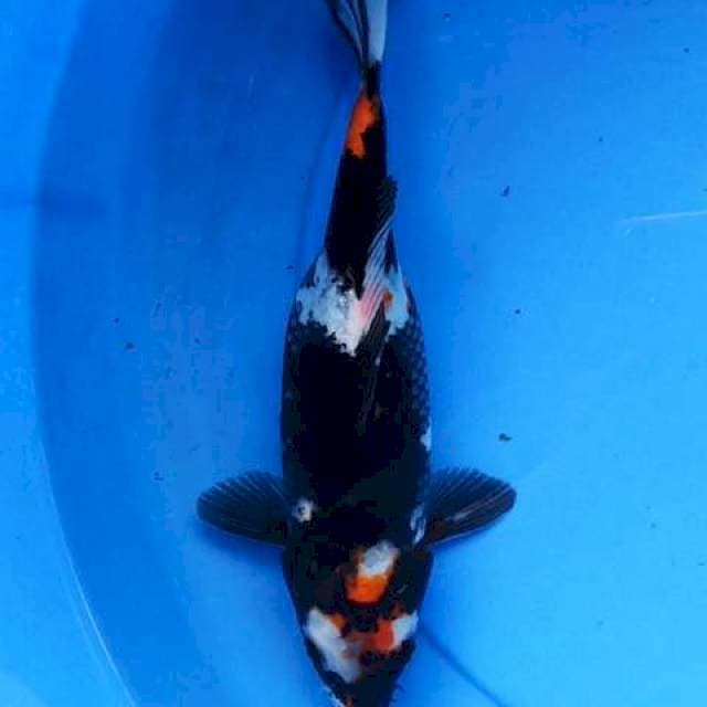 Showa 27 cm
