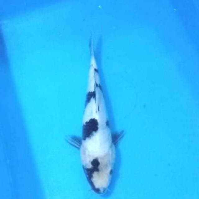 23cm