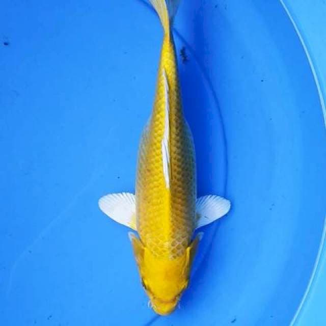 Yamabuki 30 cm