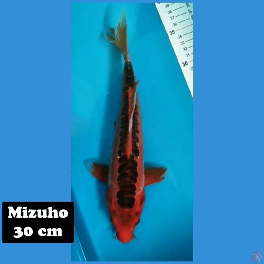 Mizuho 30 cm