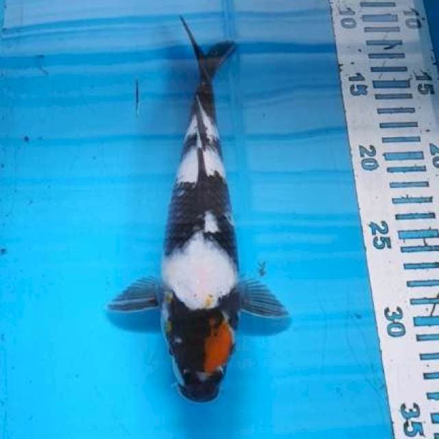 Tc sowa ory 23cm