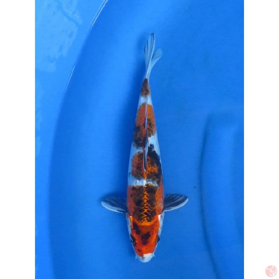 jenis rare - 29cm