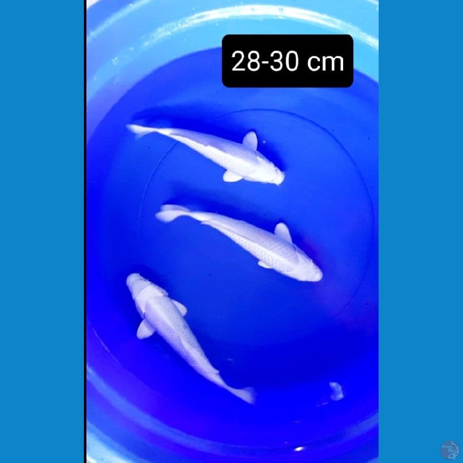 platinum 28-30 cm