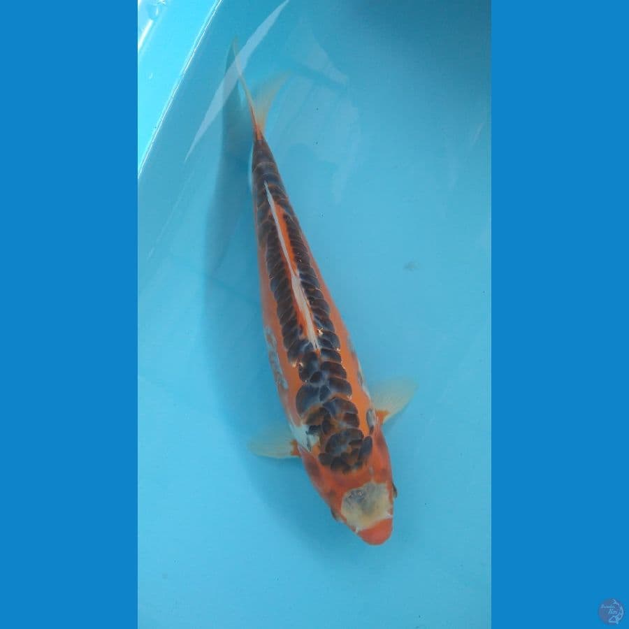 shusui 37cm 