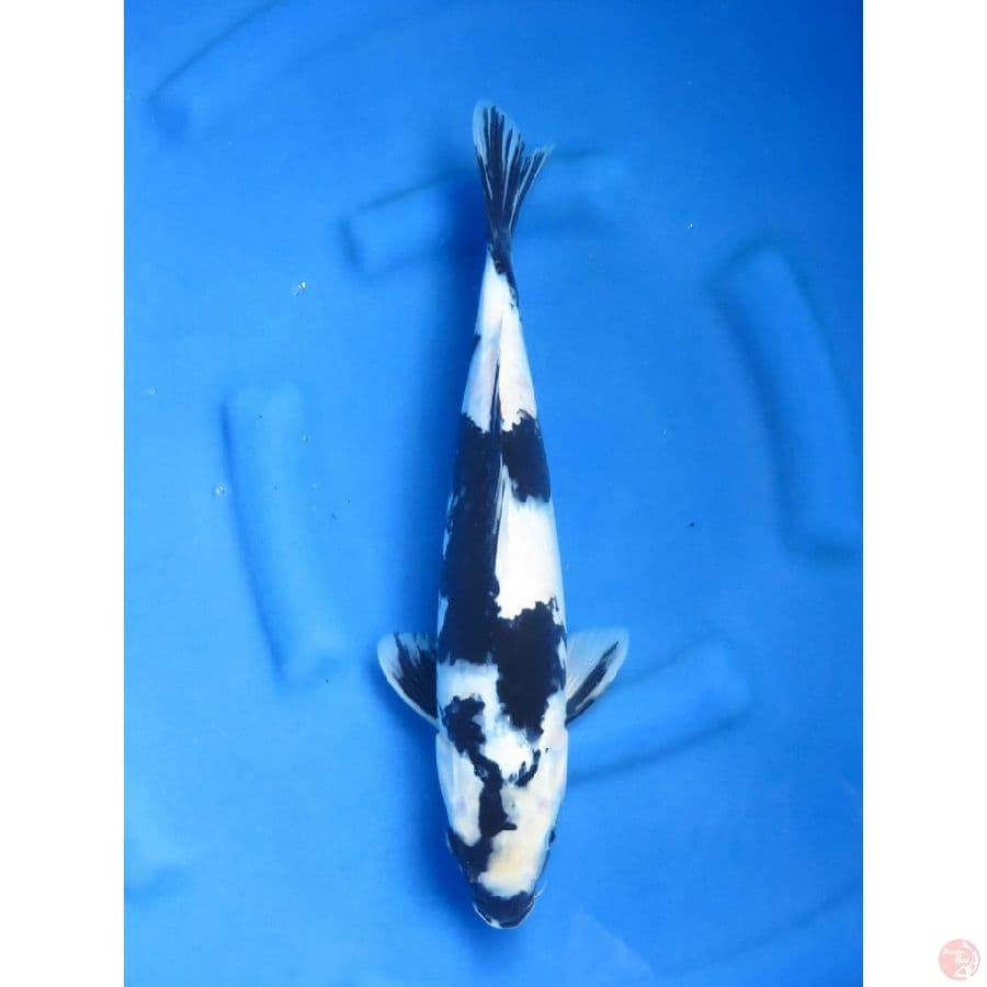 Shiro no Bocor - 40cm