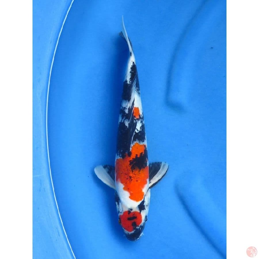 Maruten Showa Original - 34cm 