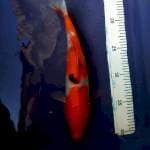 Sanke 27cm import