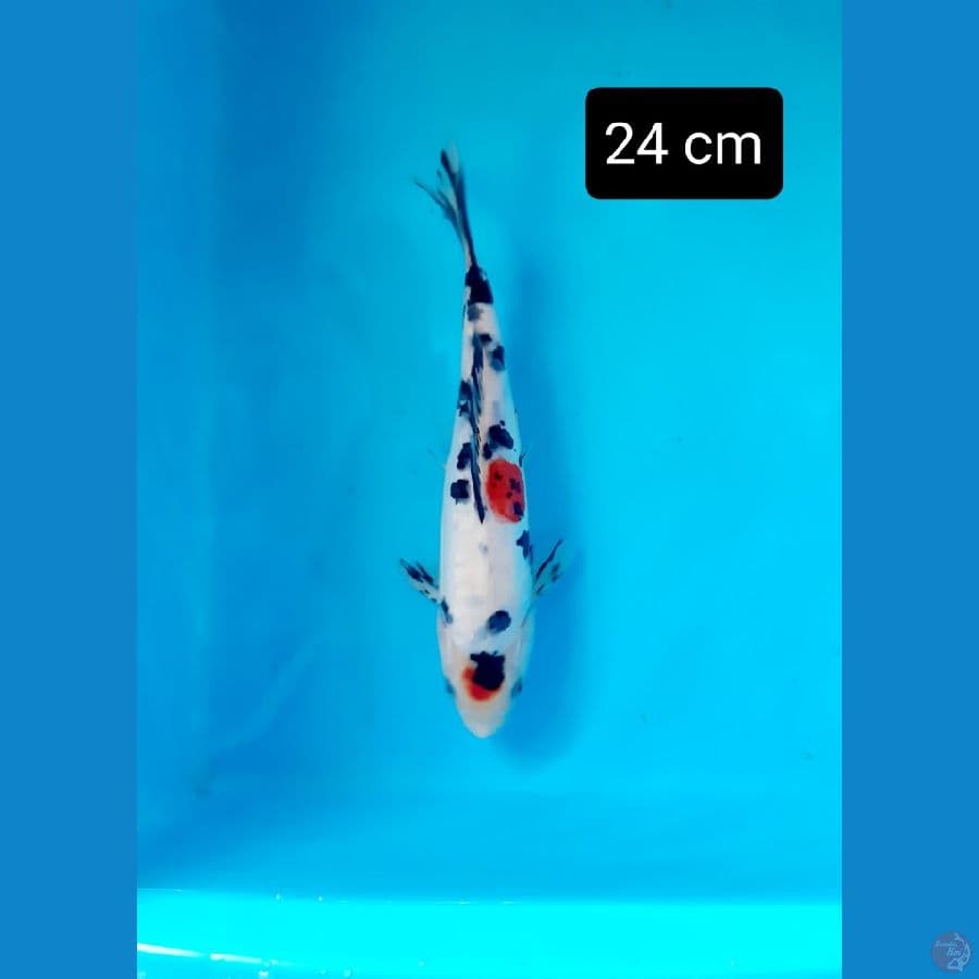 tancho sanke 24 cm