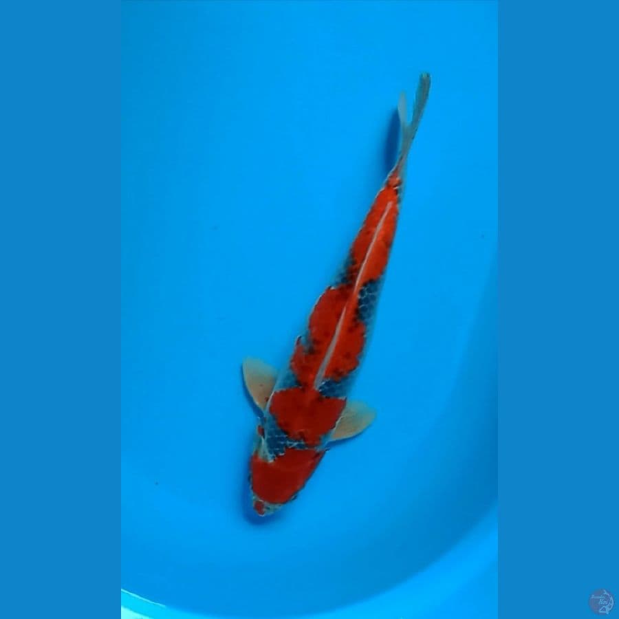red goshiki