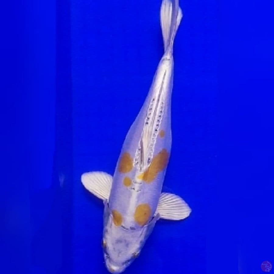 kiko 31cm jantan
