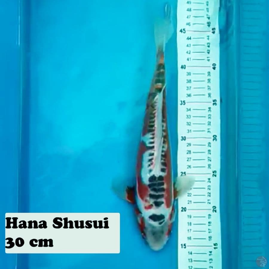 Hana Shusui 30 cm