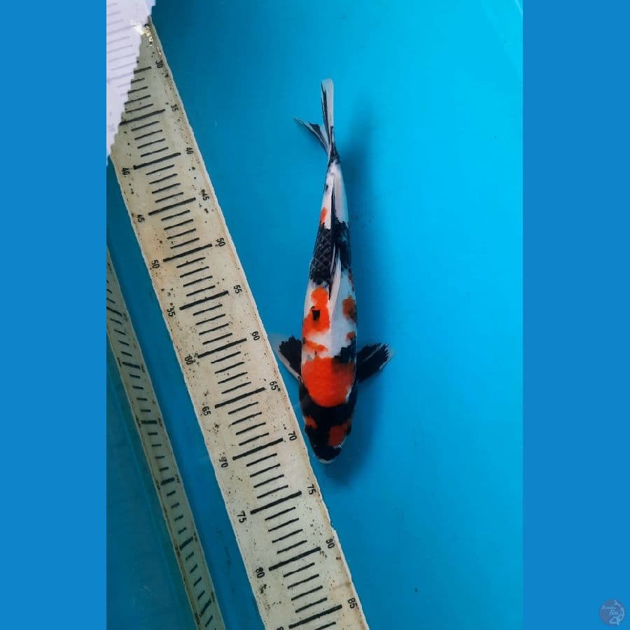 showa strong 35cm Male