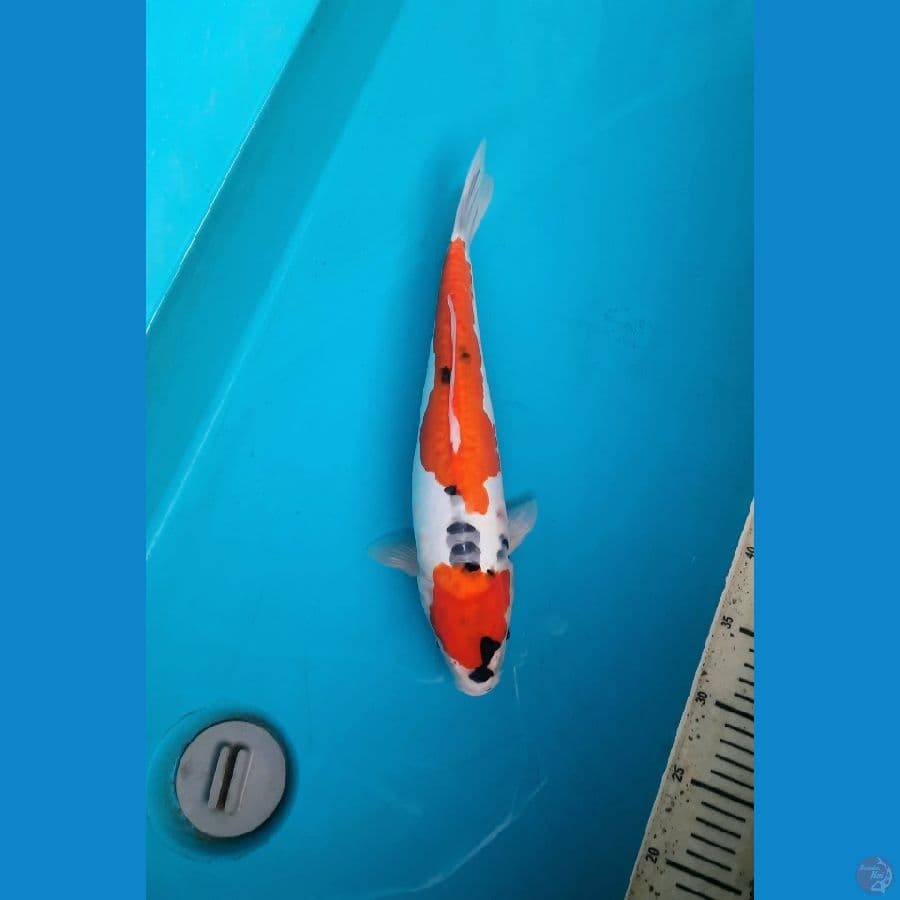 doitsu showa 37cm Male