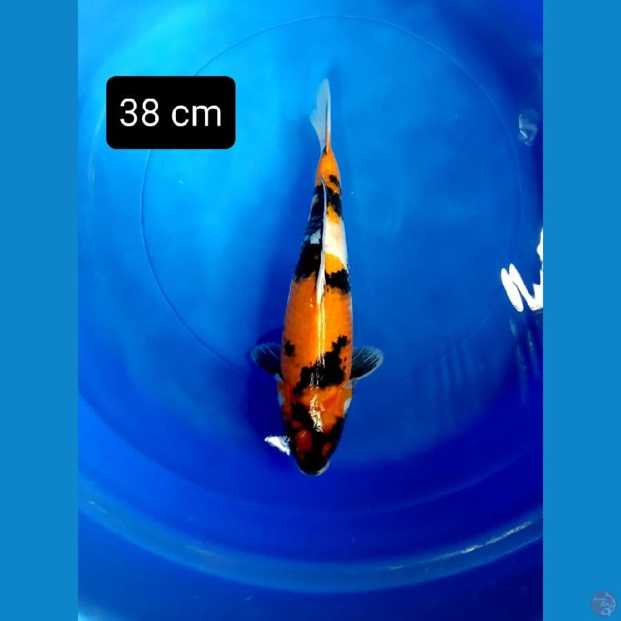 putra showa dainichi 38 cm