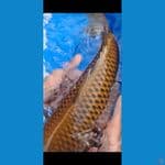 CHAGOI TEMBAGA 52CM JUMBO RING JOSS