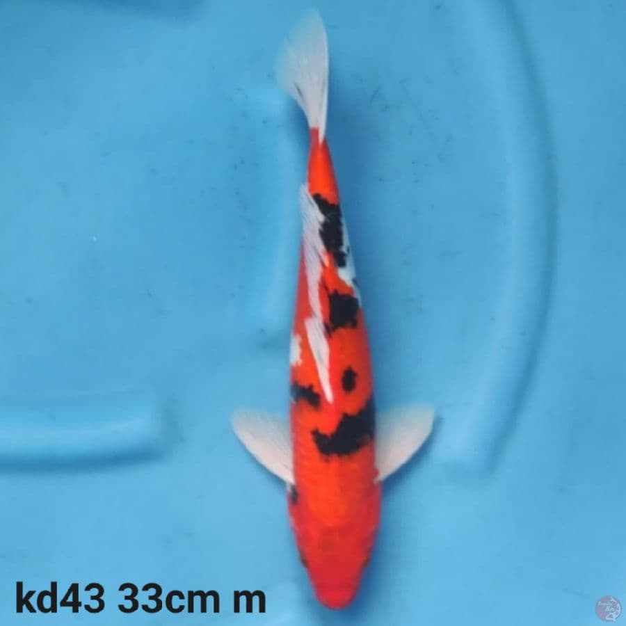 sanke hitam pekat 33cm