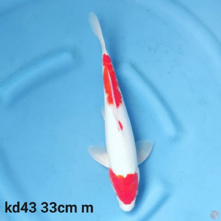 maruten kohaku 33cm