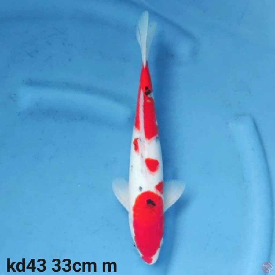 sanke 33cm