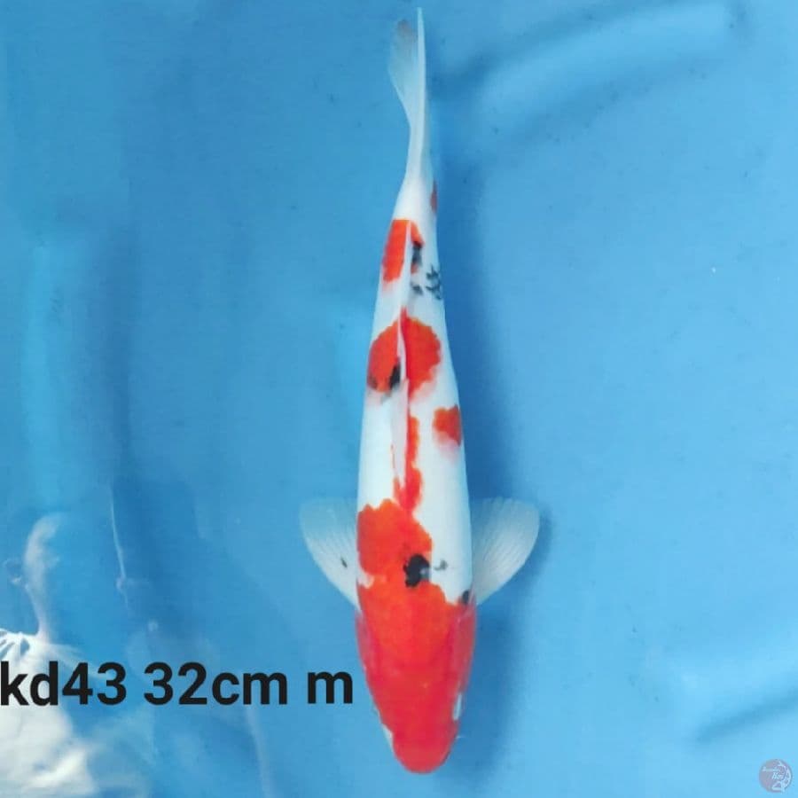 showa tategoi 32cm