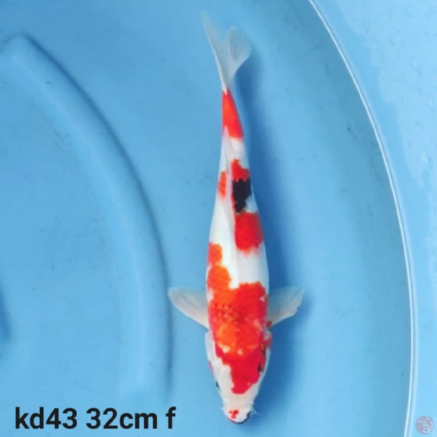 showa tategoi 32cm fm