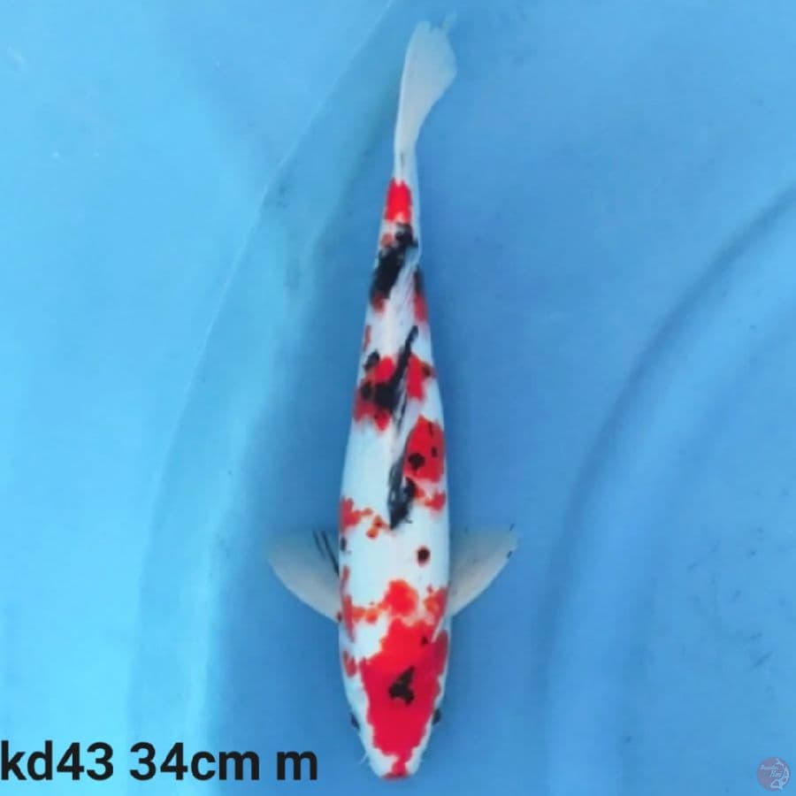 kindai showa tategoi 34cm