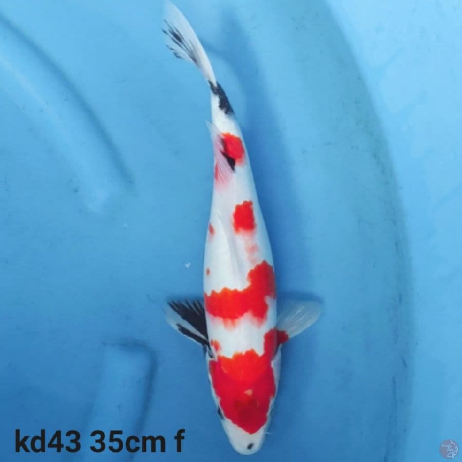 kindai showa tategoi 35cm