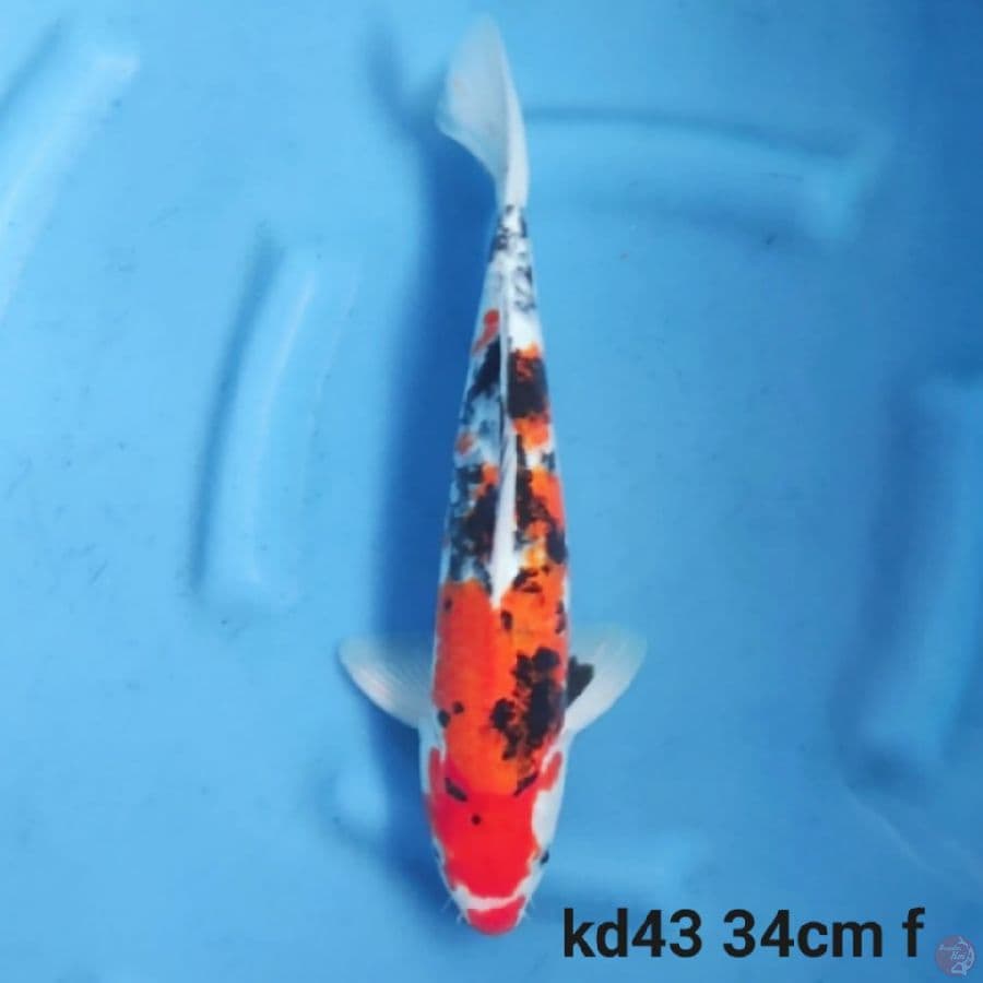 showa tategoi 34cm