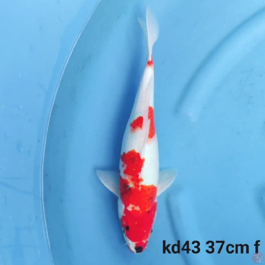 showa tategoi 34cm