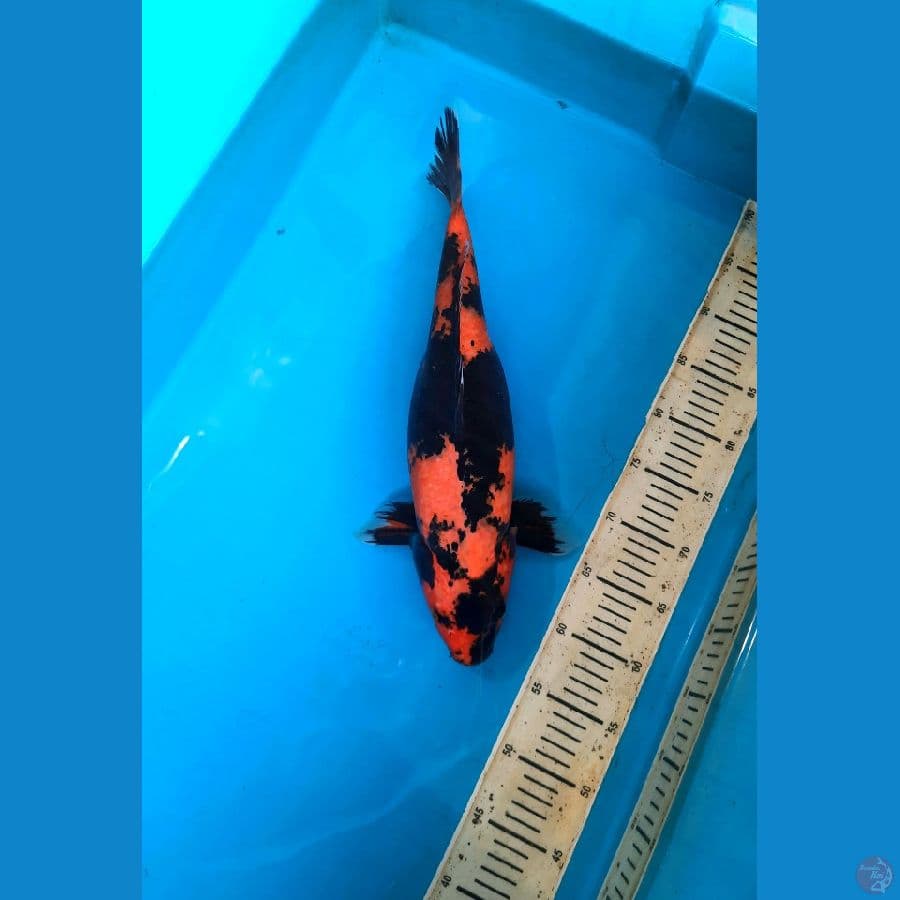 Hiu female 43cm