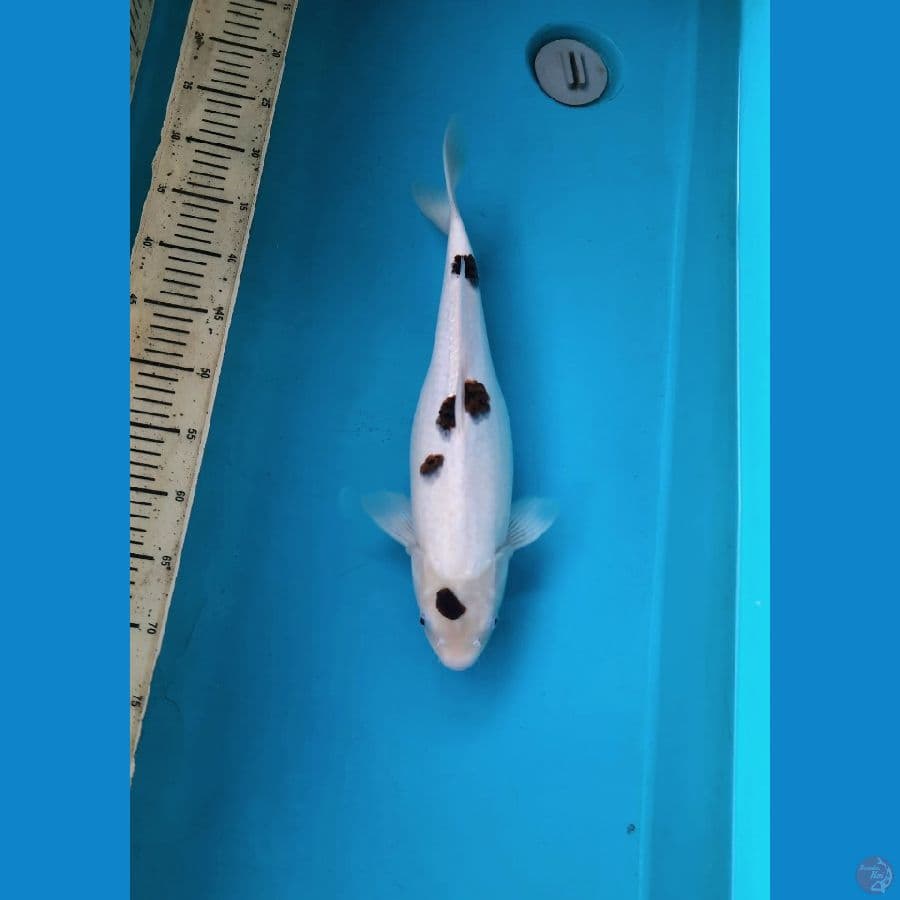 Goromo salju female 42cm