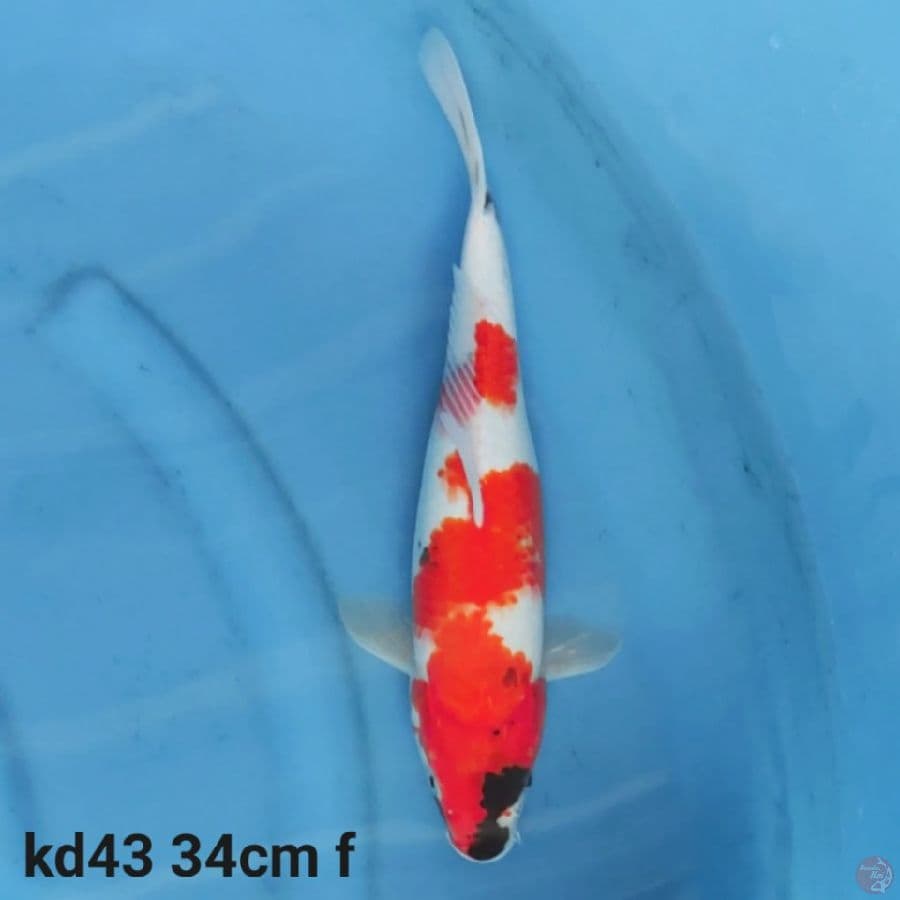 showa tategoi 34cm