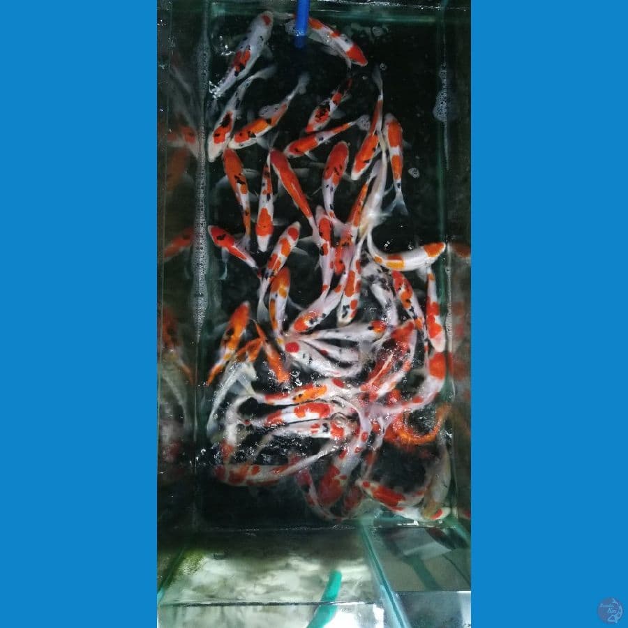 40 ekor gred A