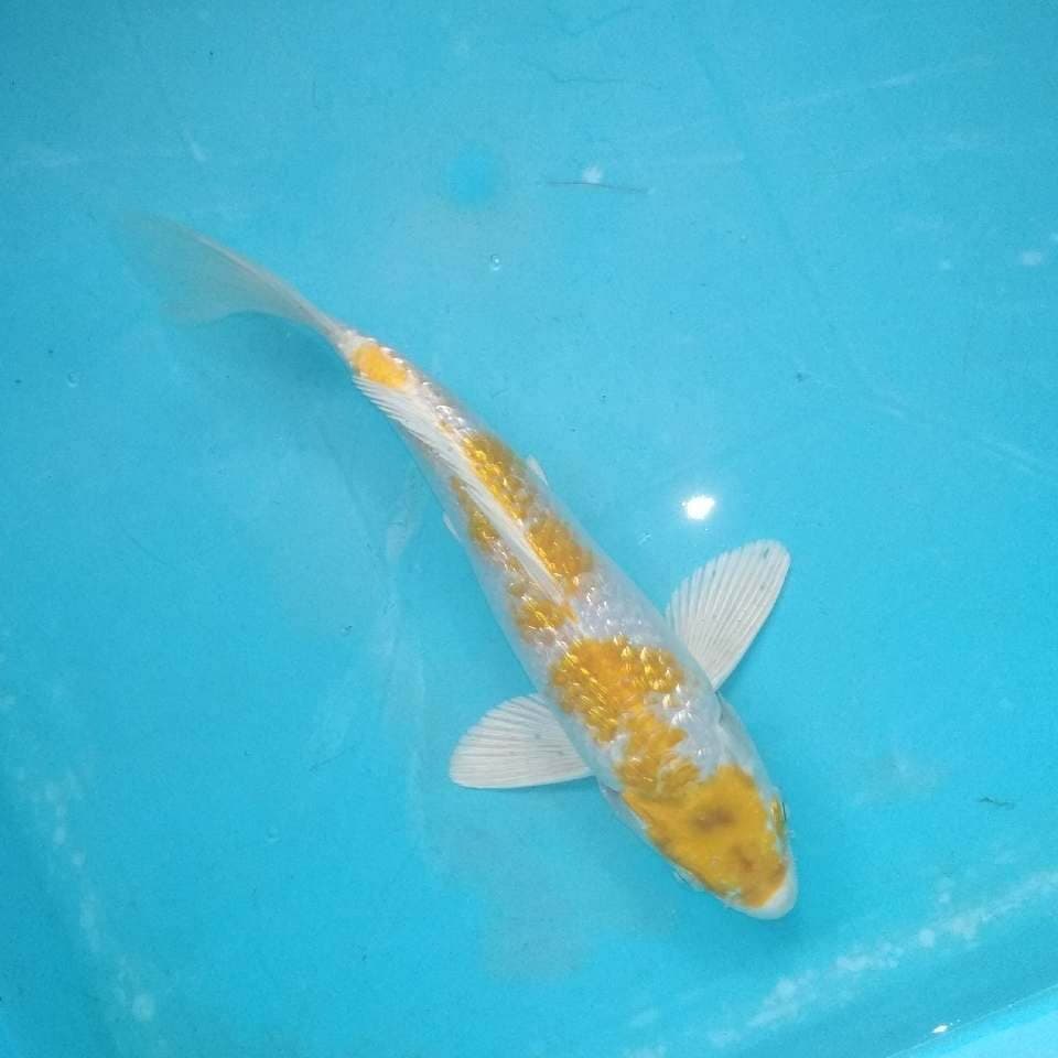 Hariwake ginrin