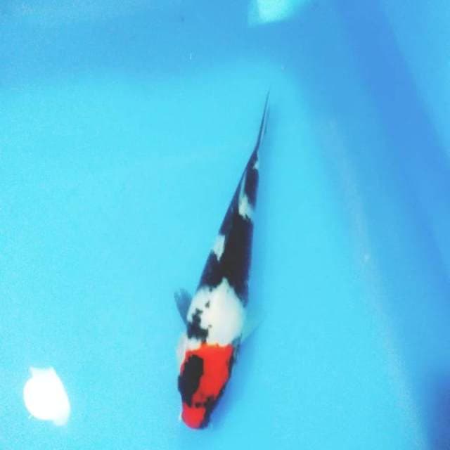 21cm