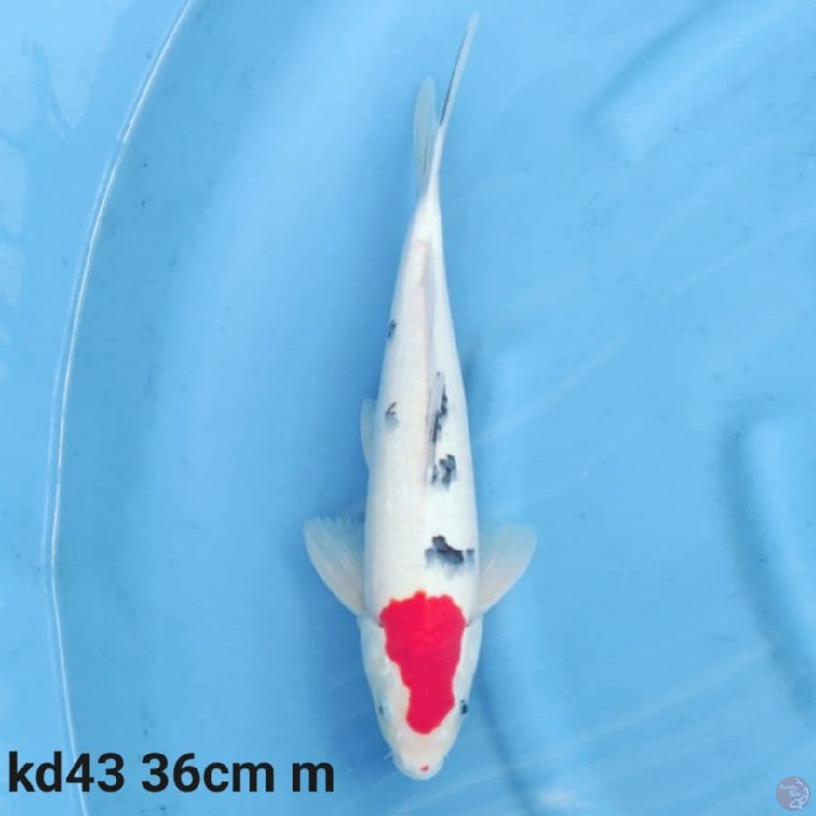 tancho sanke 36cm