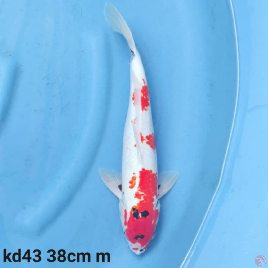 kindai showa motoguro 38cm