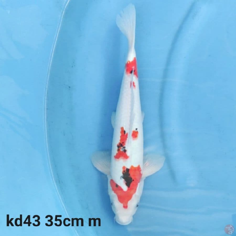 kindai showa tategoi 35cm