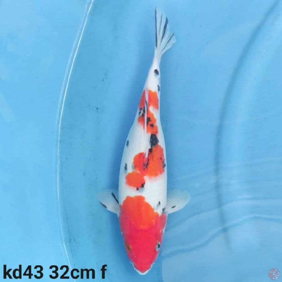 sanke 32cm