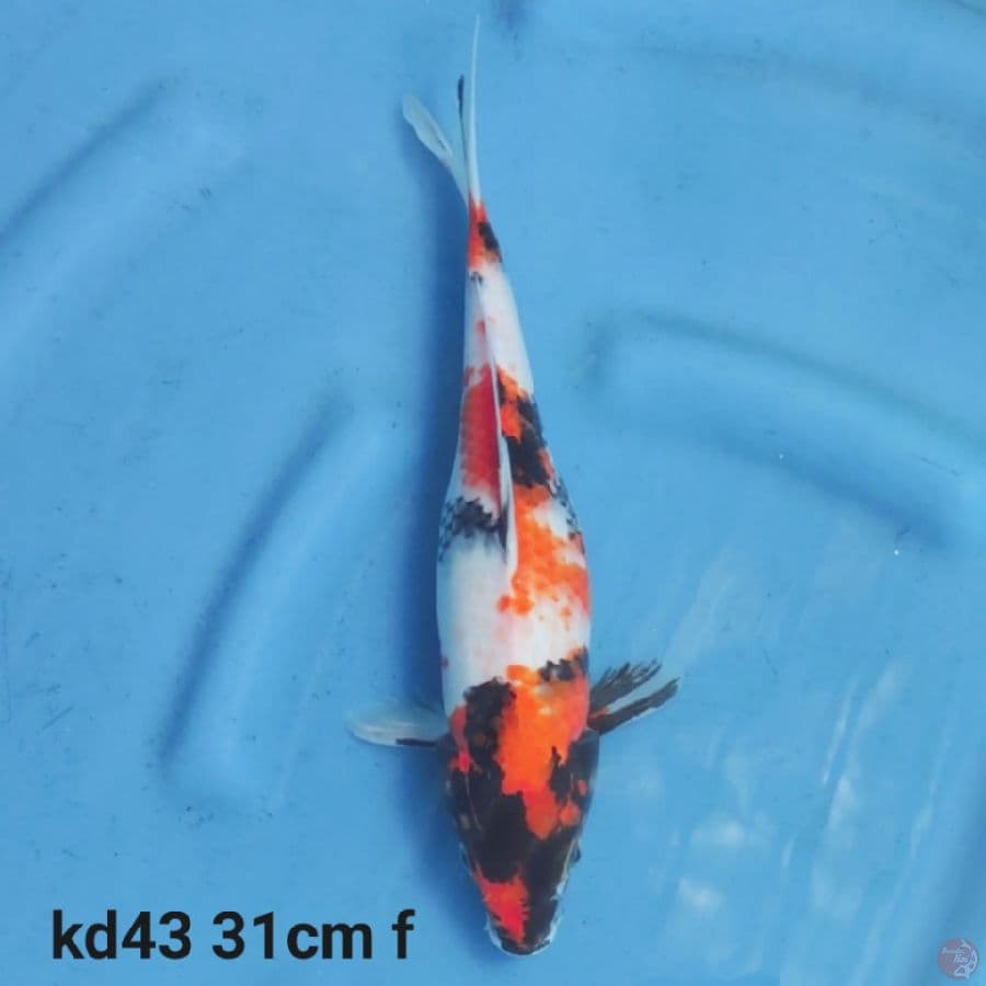 showa 31cm