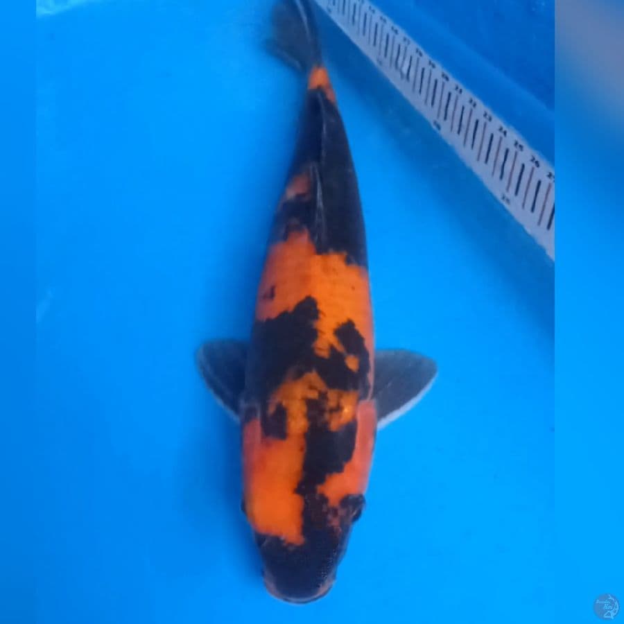 Utsuri 31 cm, male