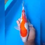 Kohaku 33 cm, male