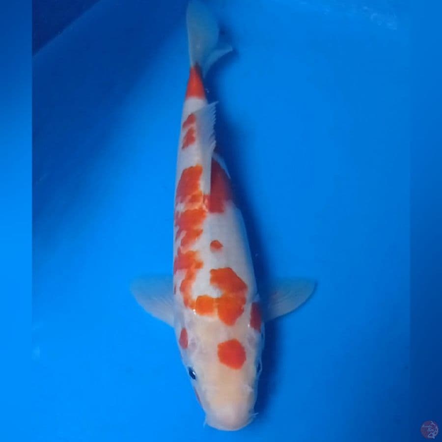 Kohaku unik 28 cm male