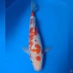 Kohaku unik 28 cm male